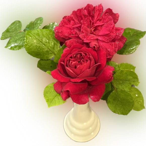 Meet your Posher, Flo - Picture 3 of 13